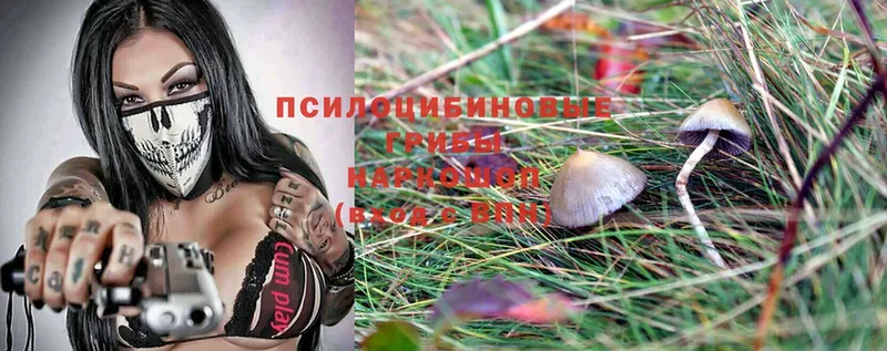 где найти наркотики  Егорьевск  Псилоцибиновые грибы Cubensis 