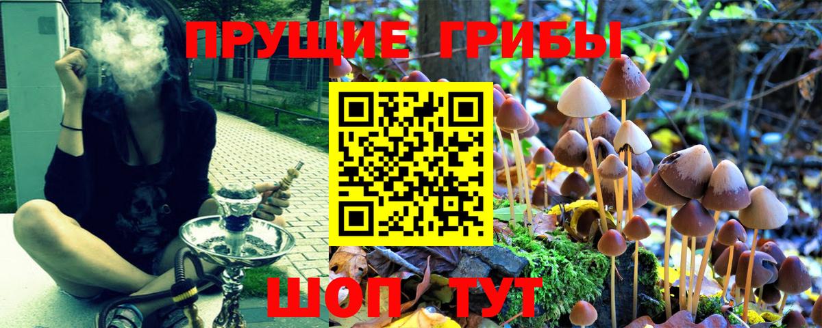 Галлюциногенные грибы Psilocybine cubensis Егорьевск